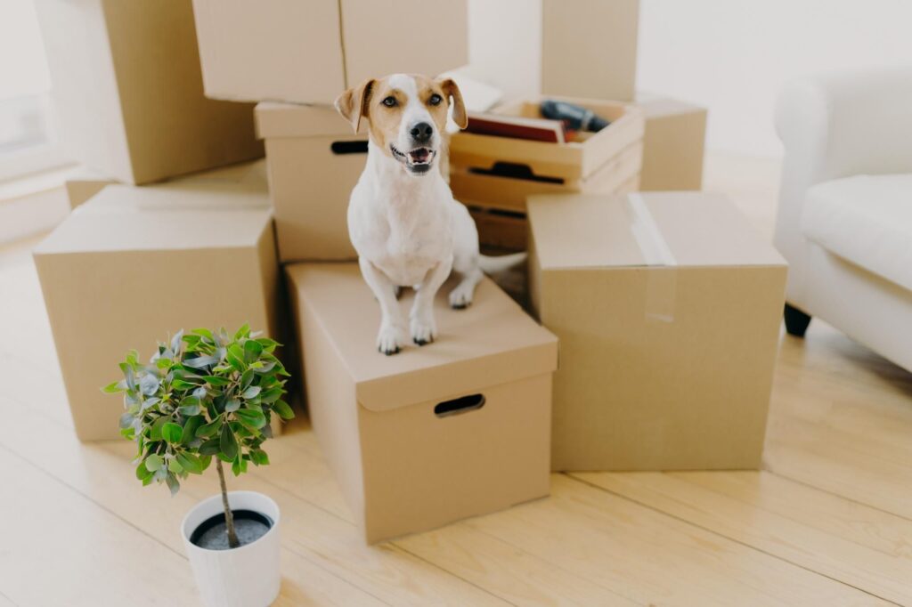 pets moving Services in riyadh in all saudia KSA